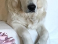 PearlI