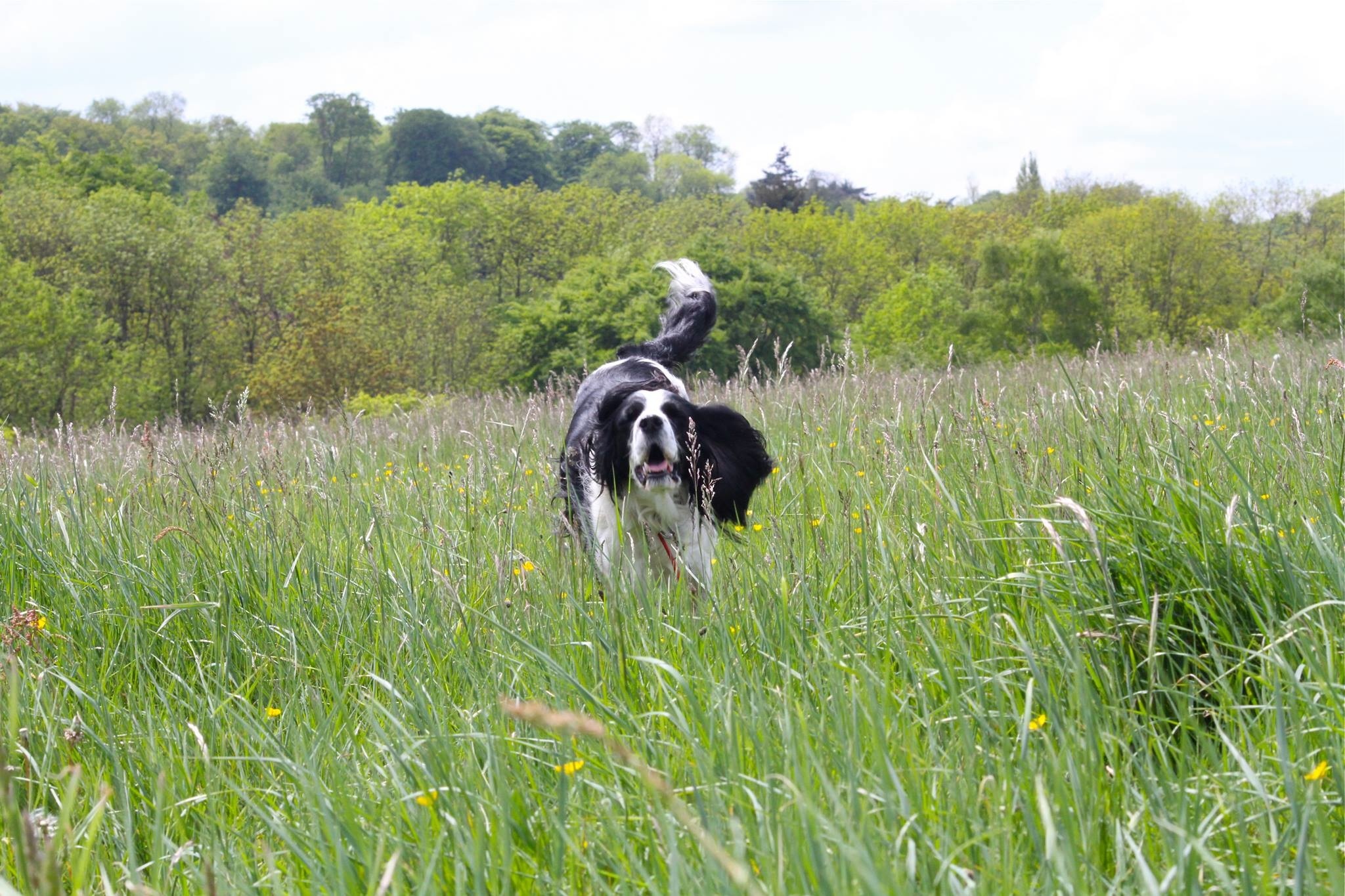 roxy takes off by annie simons