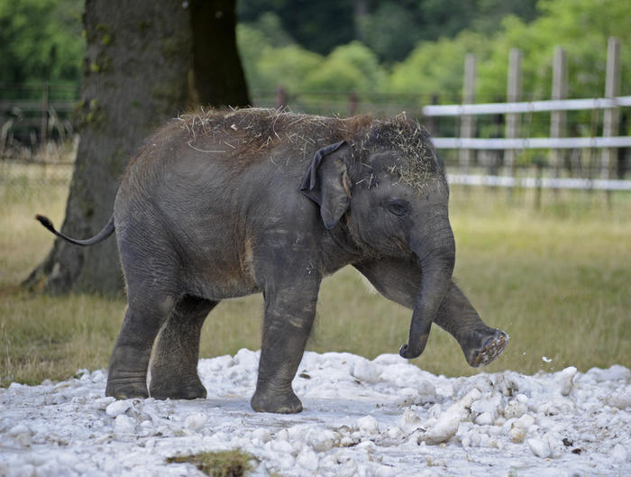 whipsnade-zoo-snow-surprise-14047