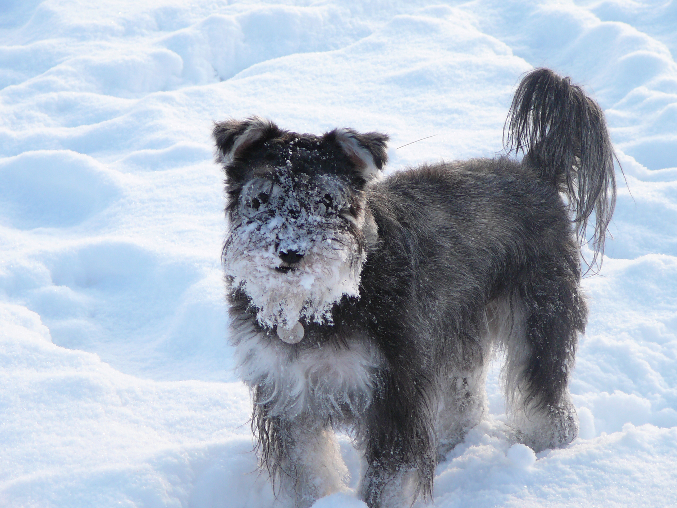 GusGus Miniature Schnauzer.
