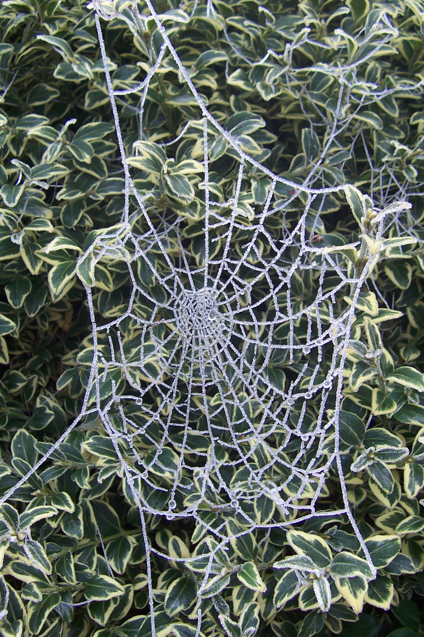 Autumn Web