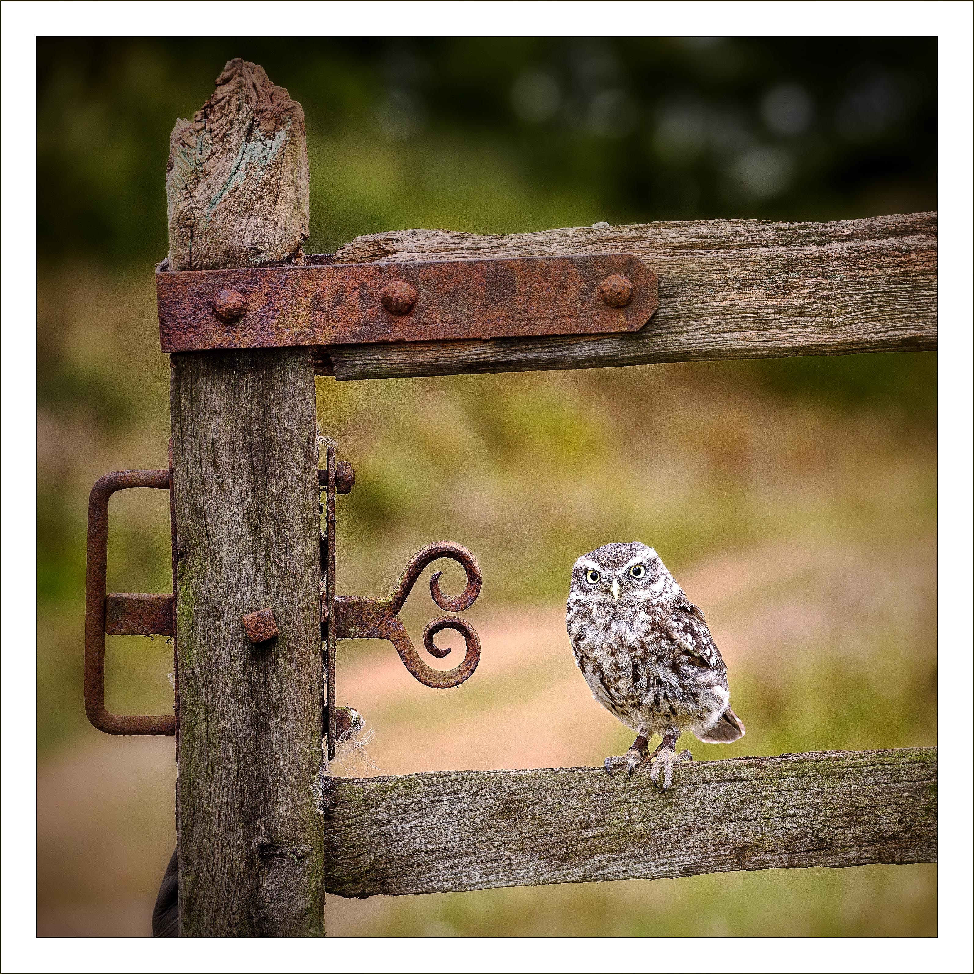 Little Owl
