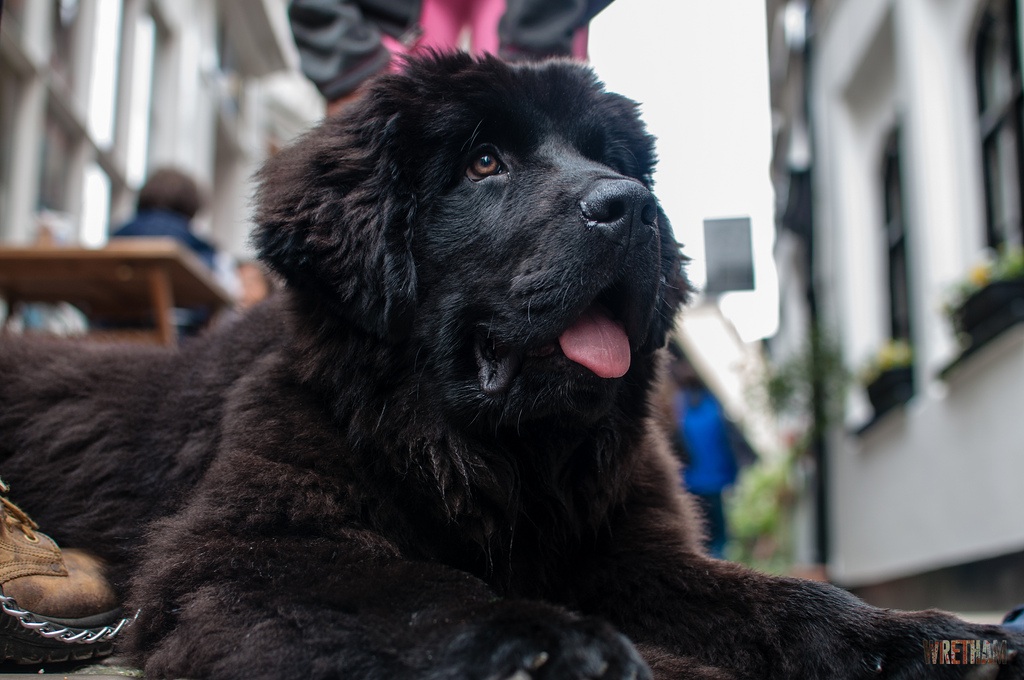 Newfoundland Pup Jon Wretham