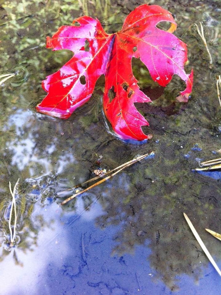 jamescreativeecology1