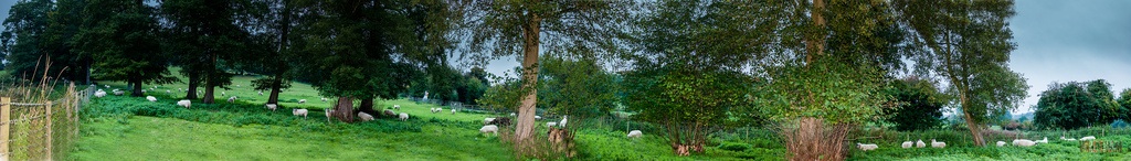 sheep jon wretham