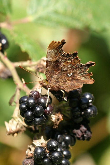 woodlandtrust Comma Butterfly drinking from Blackberry fruit