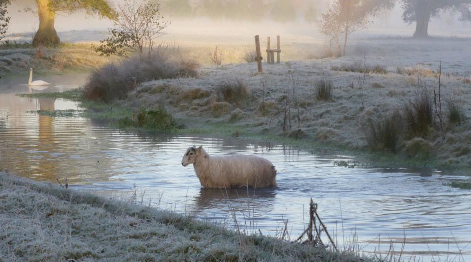 Sheep in Chess Paul Jennings