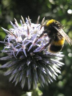 Bee on Econops1.0
