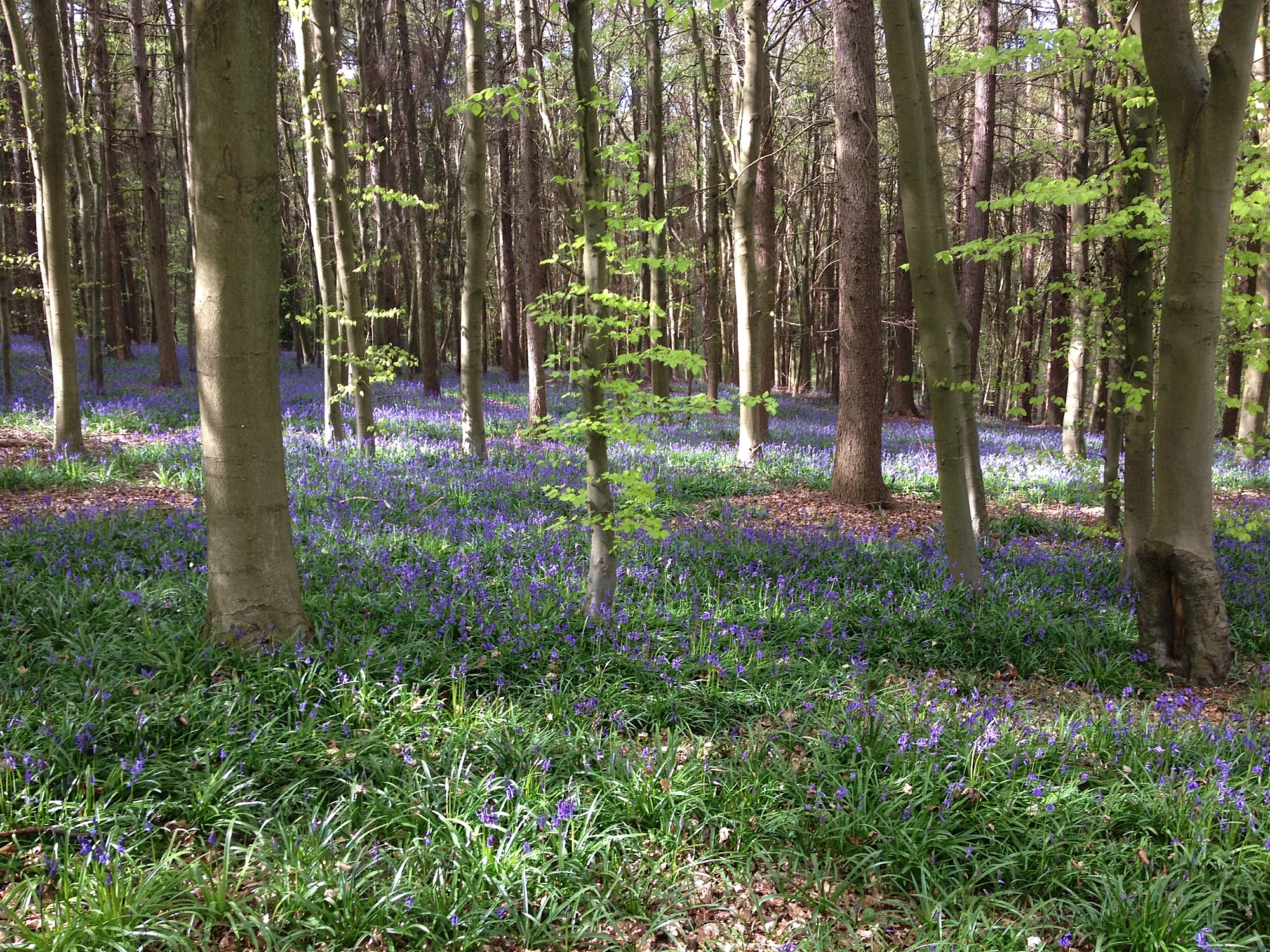 Bluebells