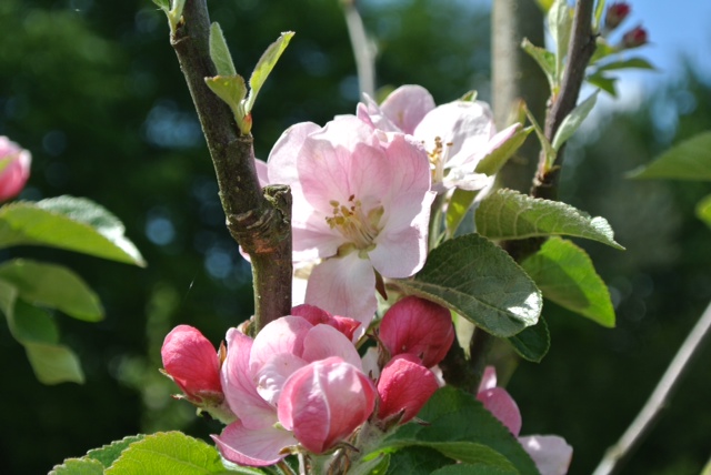 blossom orchard