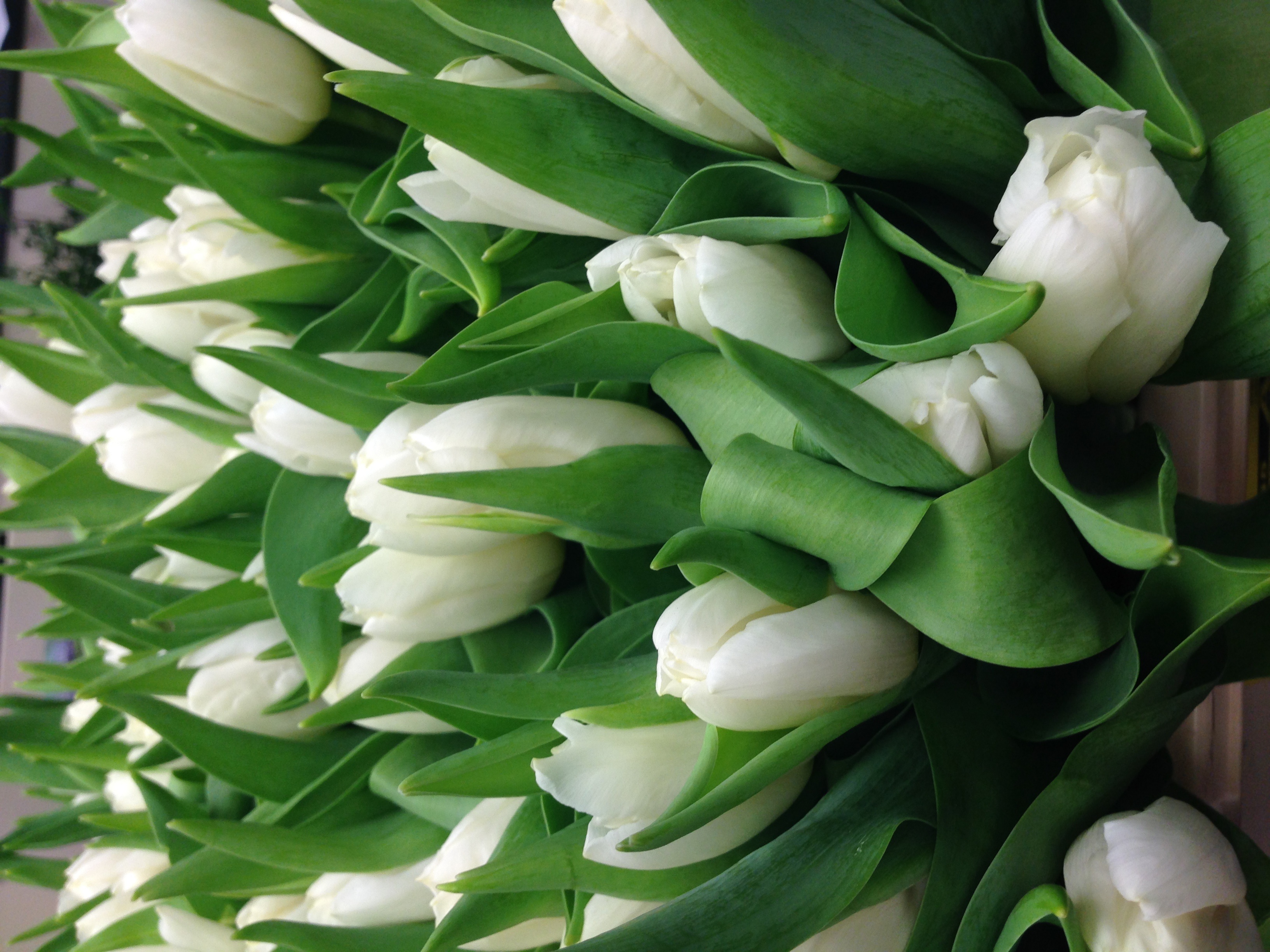 andytulips