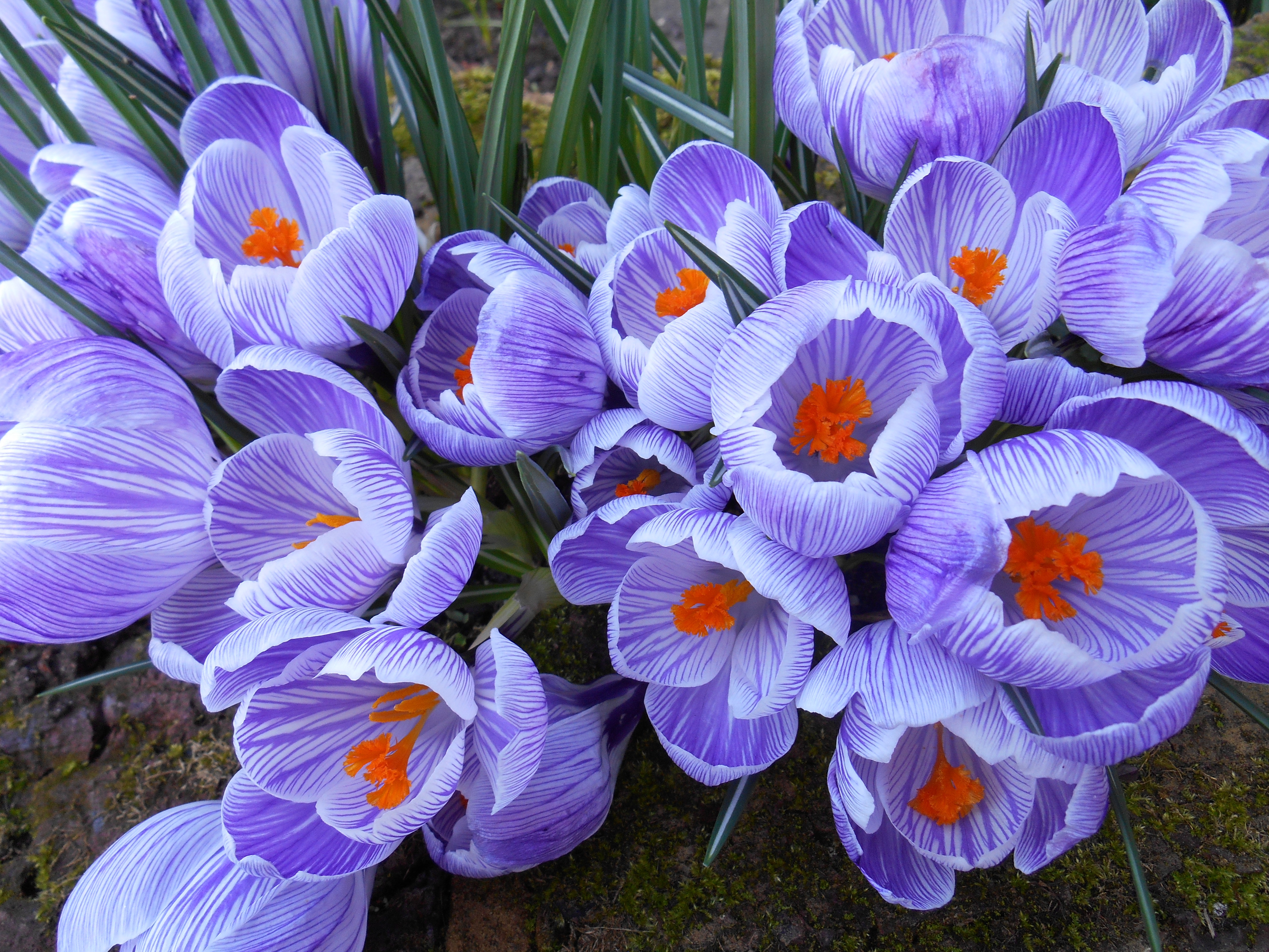 crocusesJill Menghetti