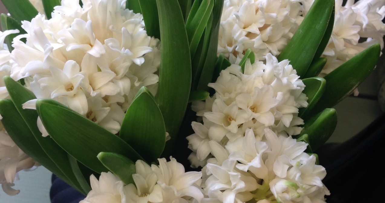hyacinths cropped