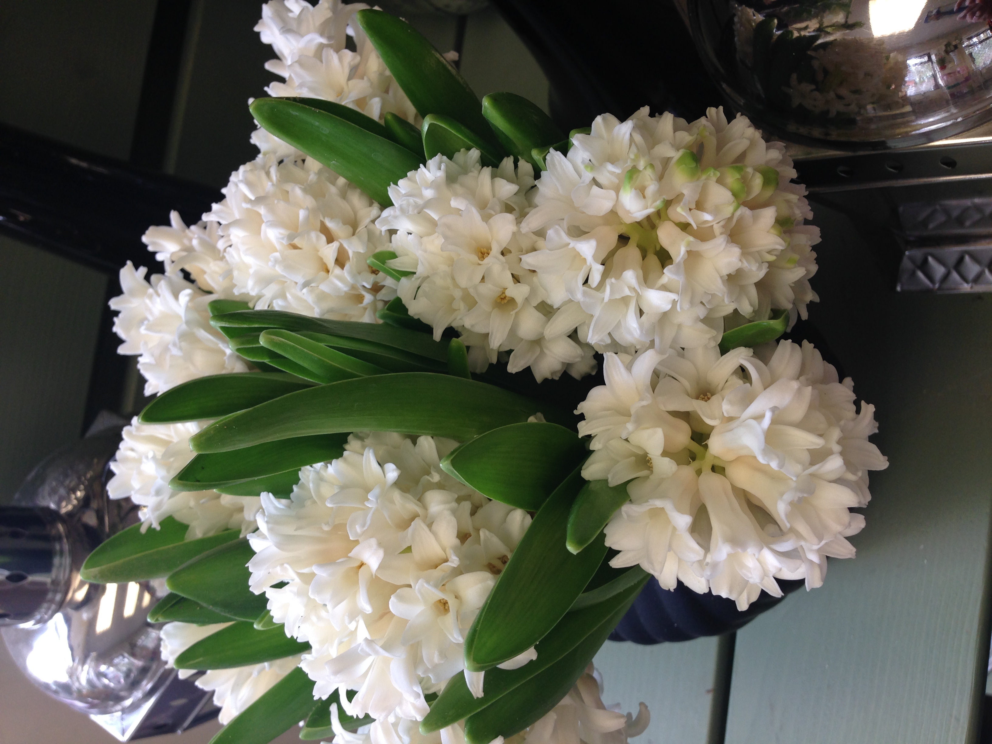 hyacinths