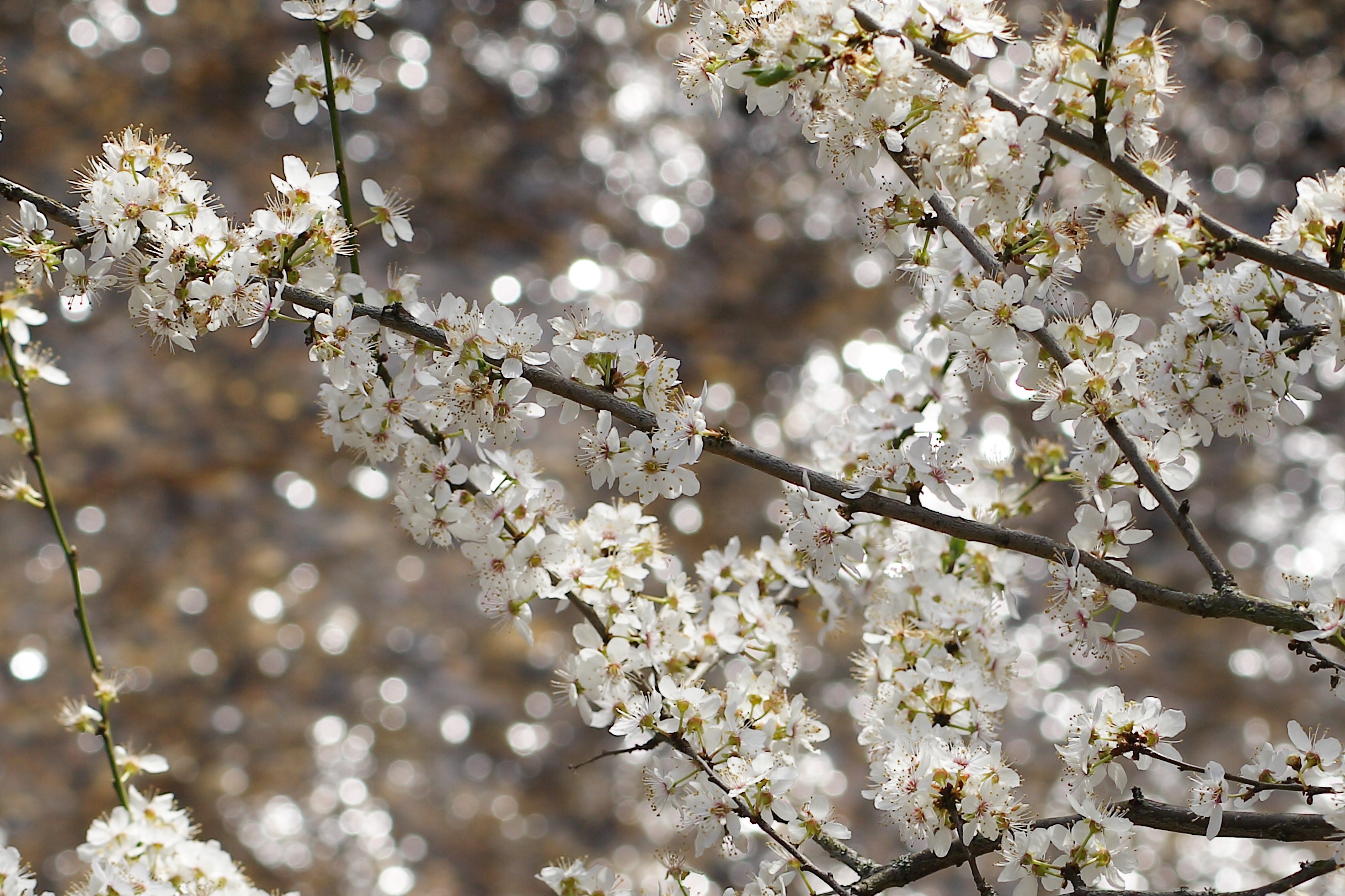 keith patrickSpring Glory