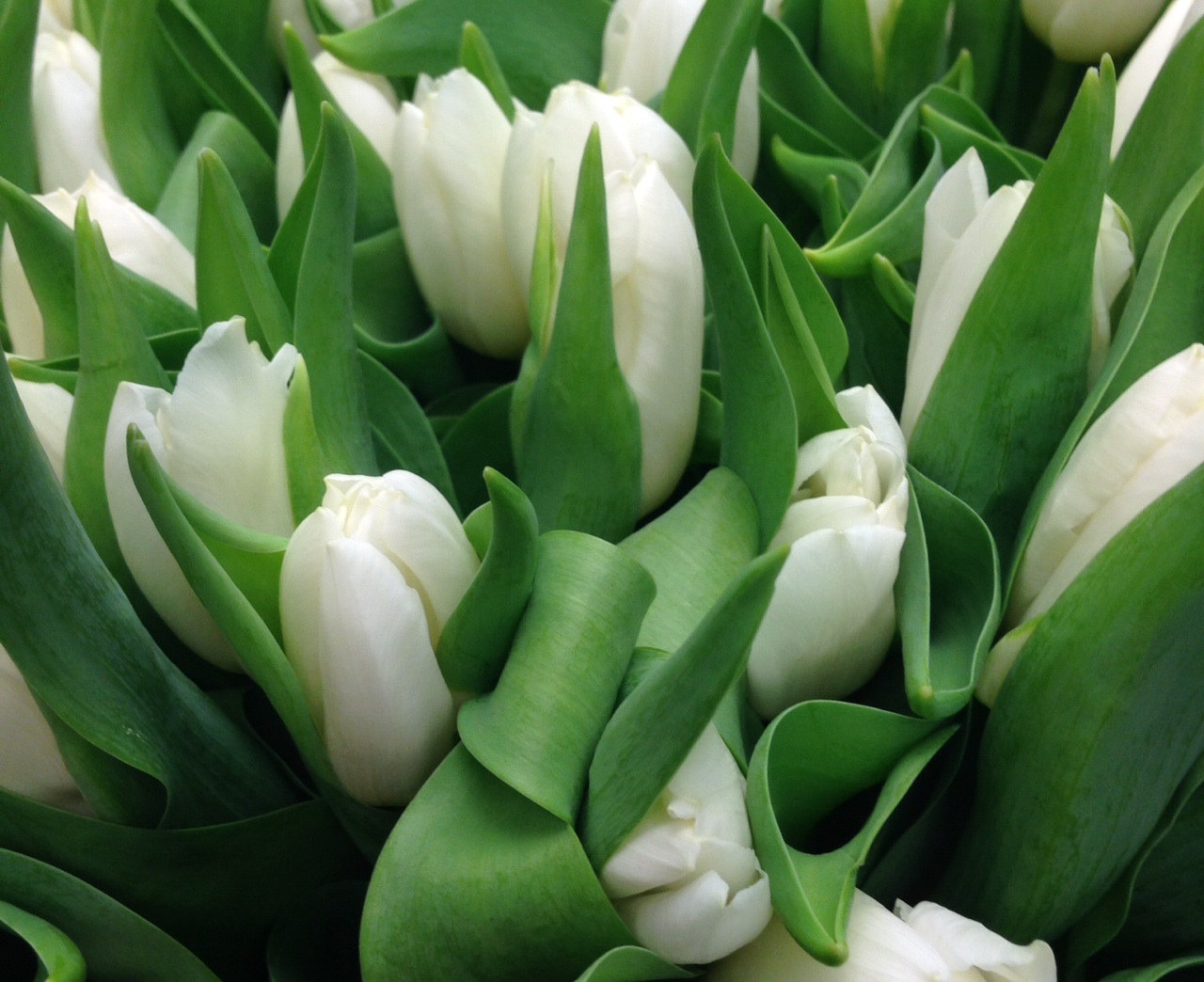 tulipcrop