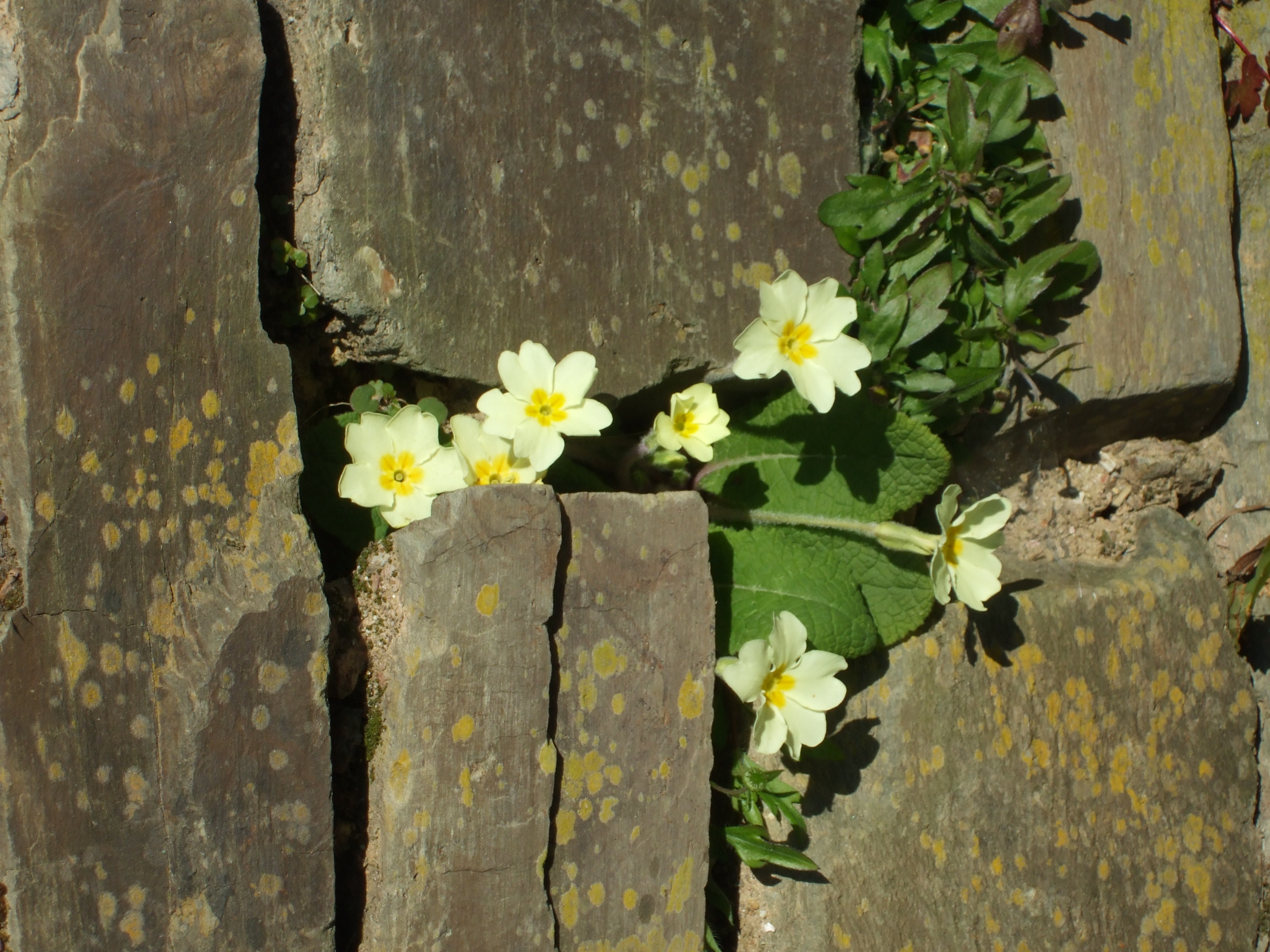 primrosepicRuthWhite