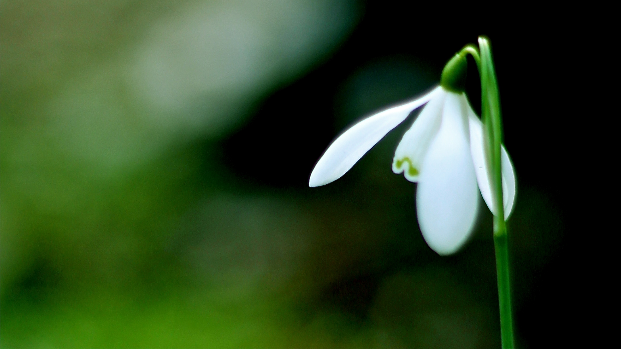 snowdrops 1