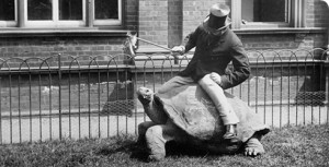 walter-rothschild-turtle-490_114832_1