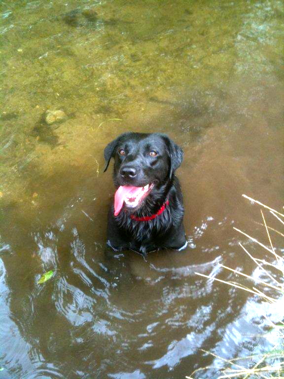 Pippa