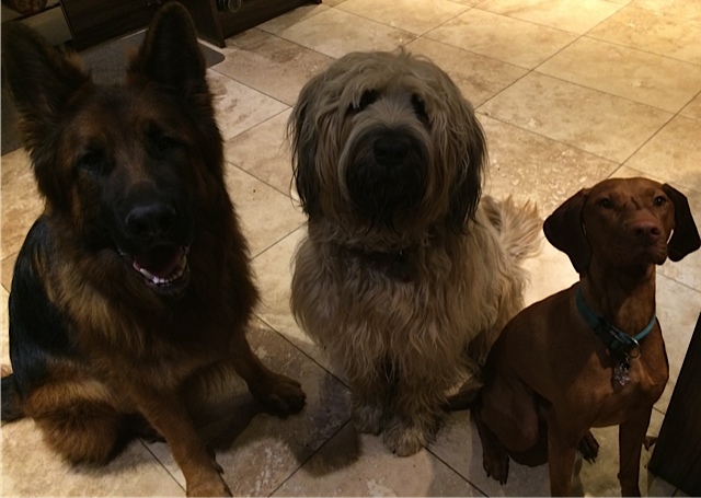 ozzie briard with max and benz