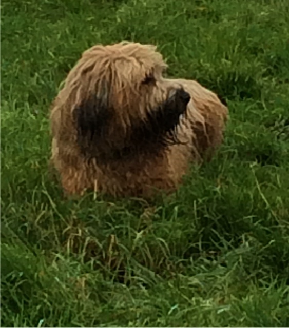 ozzie