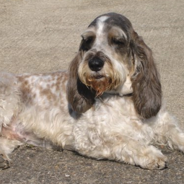 Bertie
