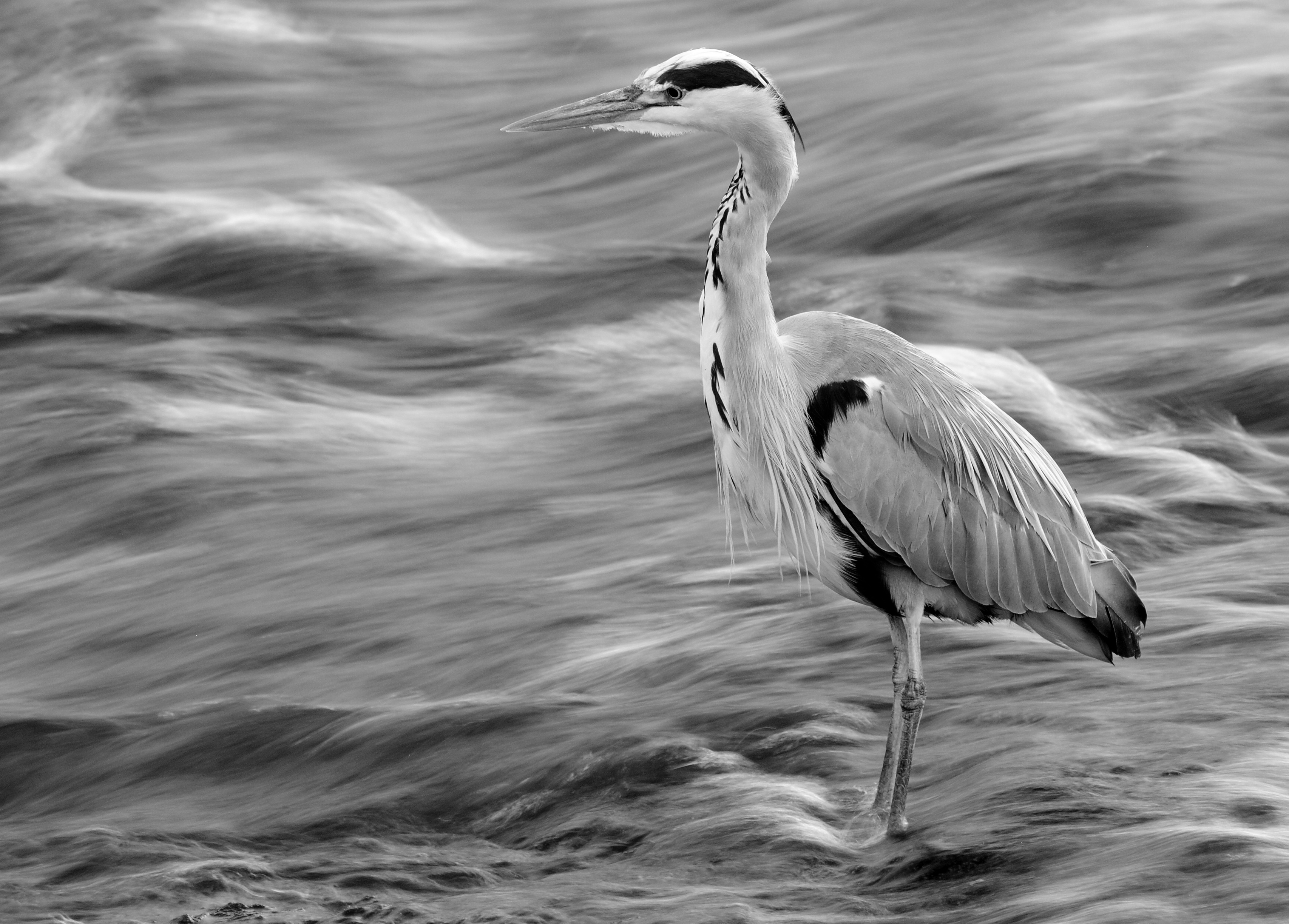 Heron comprunnerupo