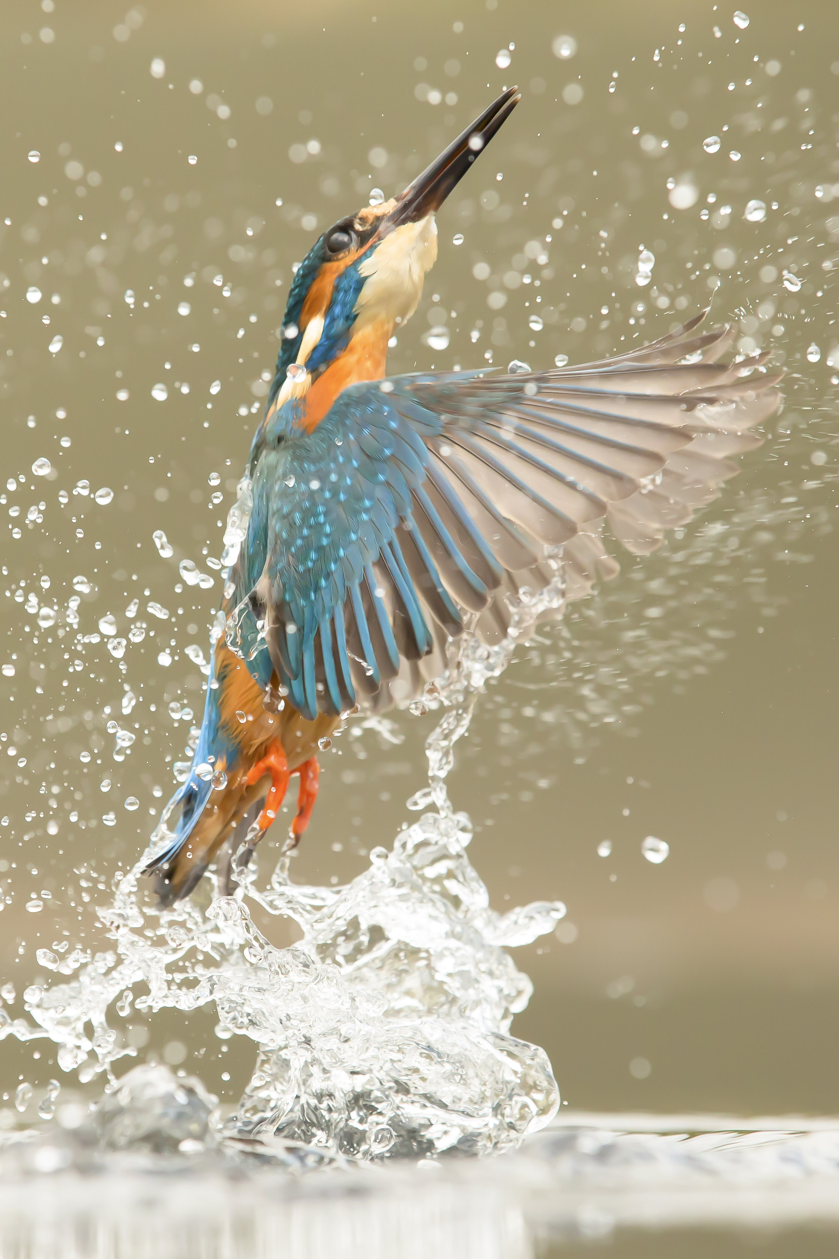 Kingfisher, Tom Way 2014 (1)