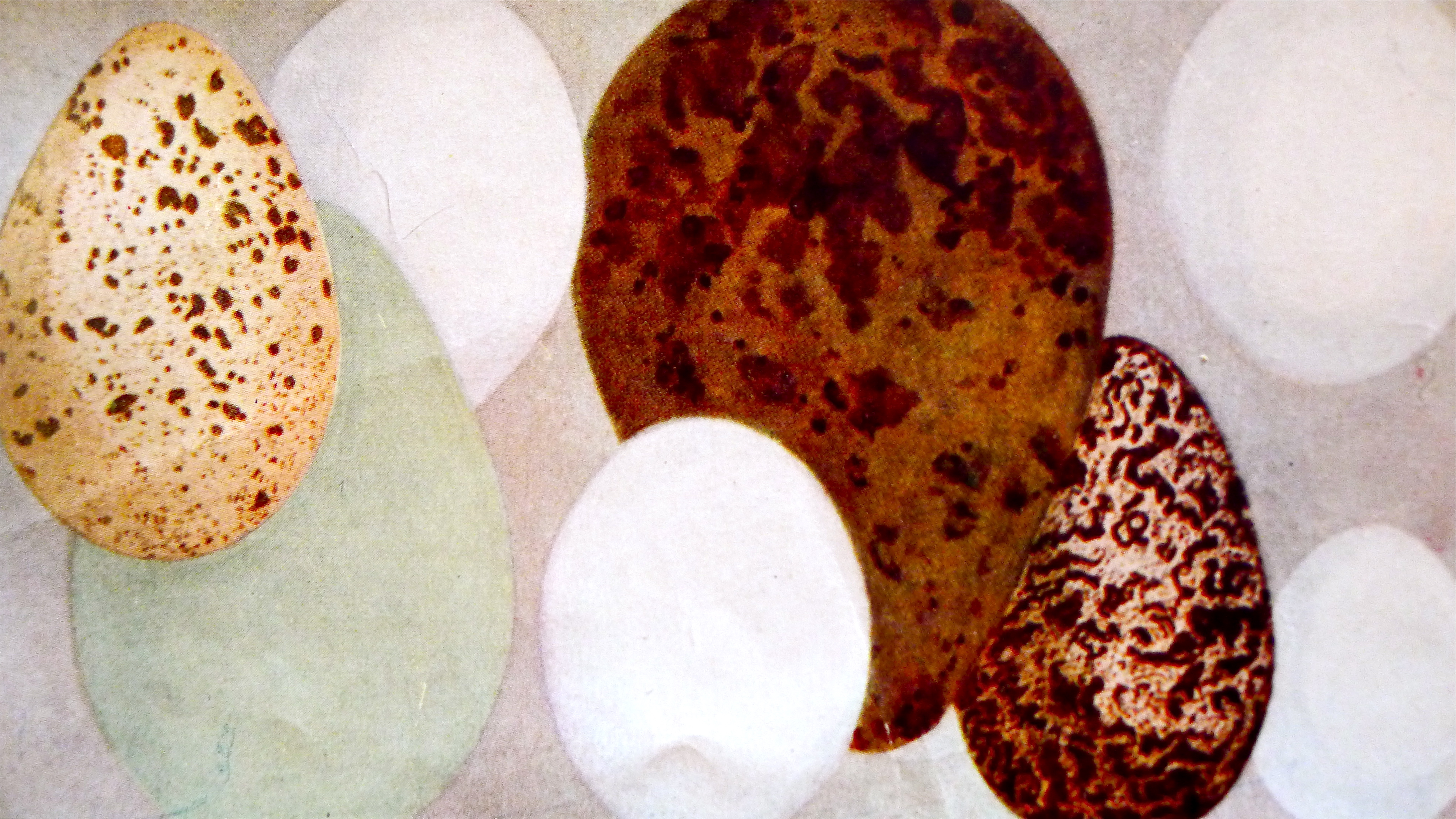 Eggs