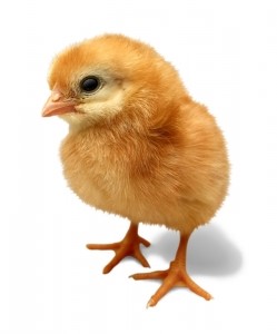 easter chick