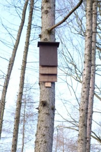 Barney  and woodland Feb 2015 010