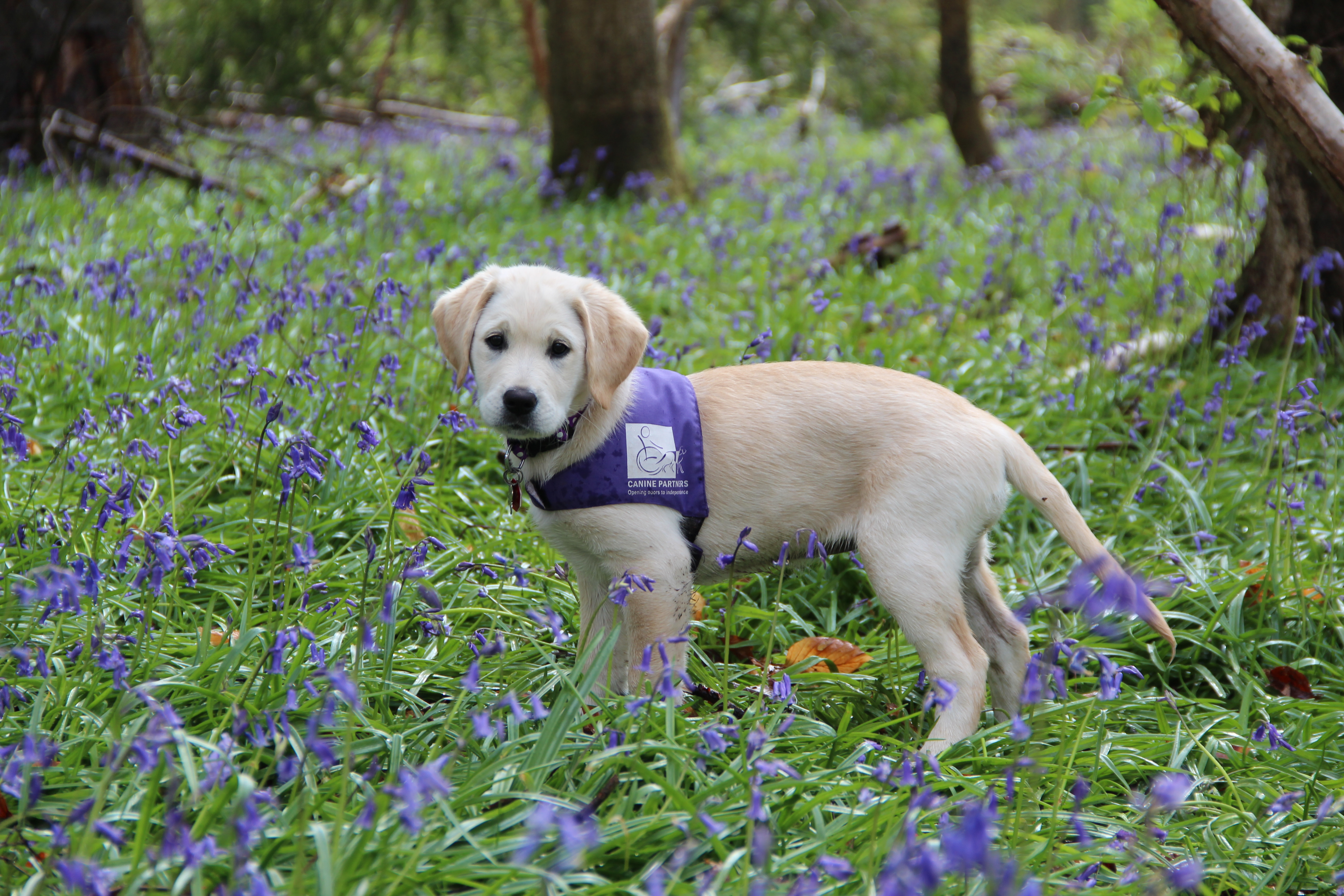 Canine partner