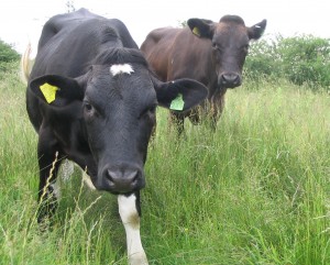 Inquisitive Cow