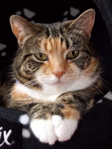 Tizzie CW Bank Cat jpg