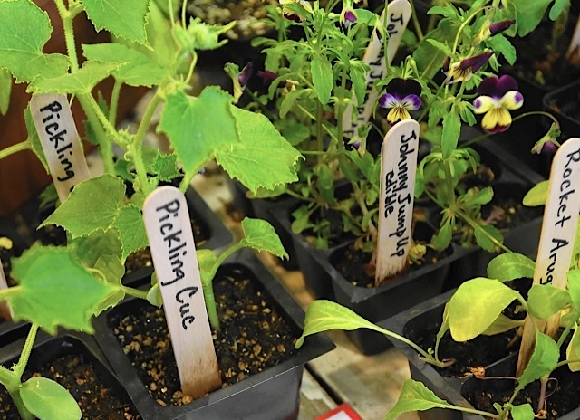 ct-sun-0405-plant-sale-roundup-20150401