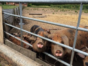 10003850_837466416329655_7469912169627158987_o