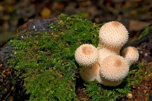 Gemstudded puffballsPicby Robin Brown