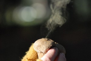 Puff BallWolvesfartsimonVarnals