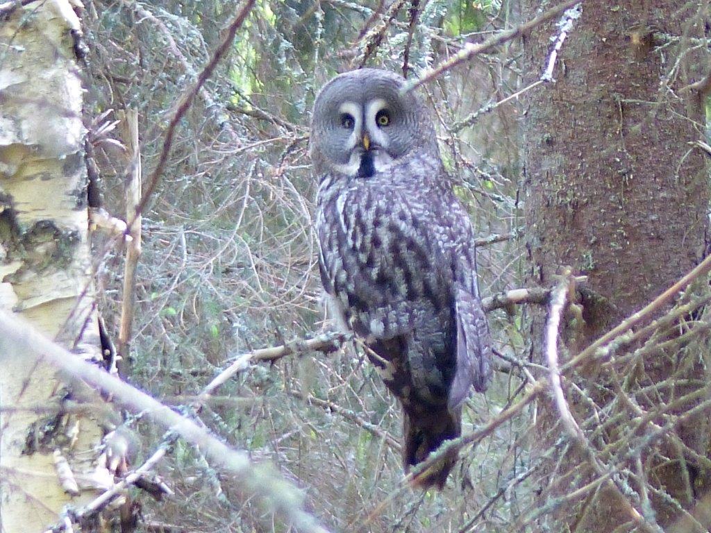 Great grey owl, Alan Davies and Ruth Miller