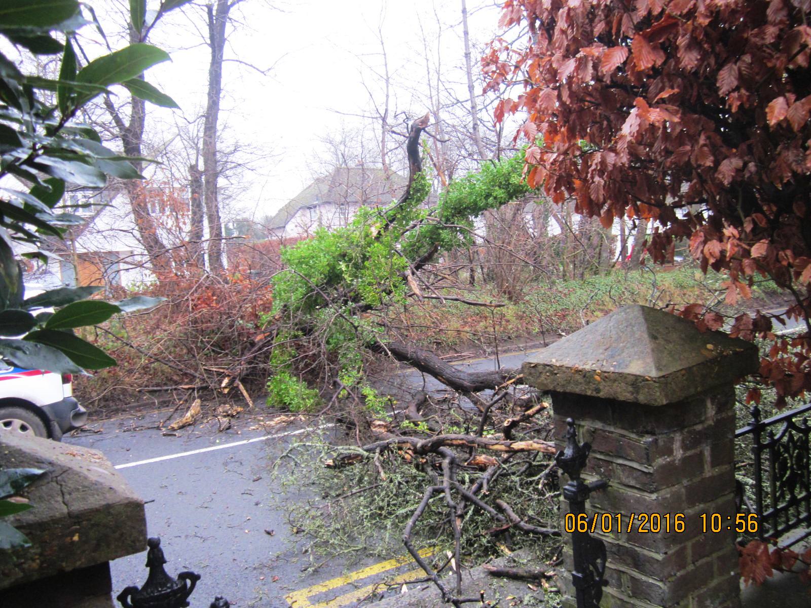 Fallen tree 01