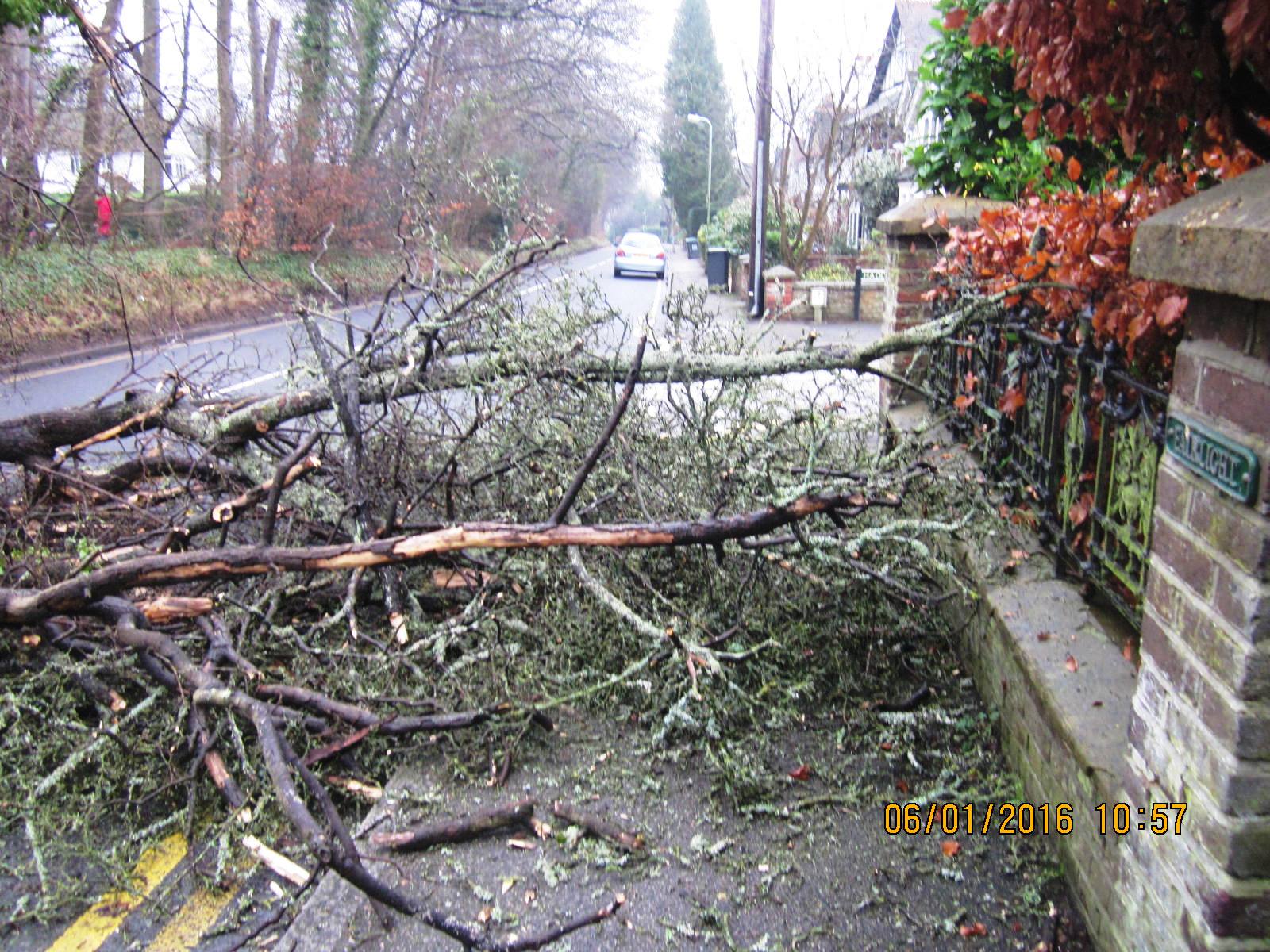 Fallen tree 02