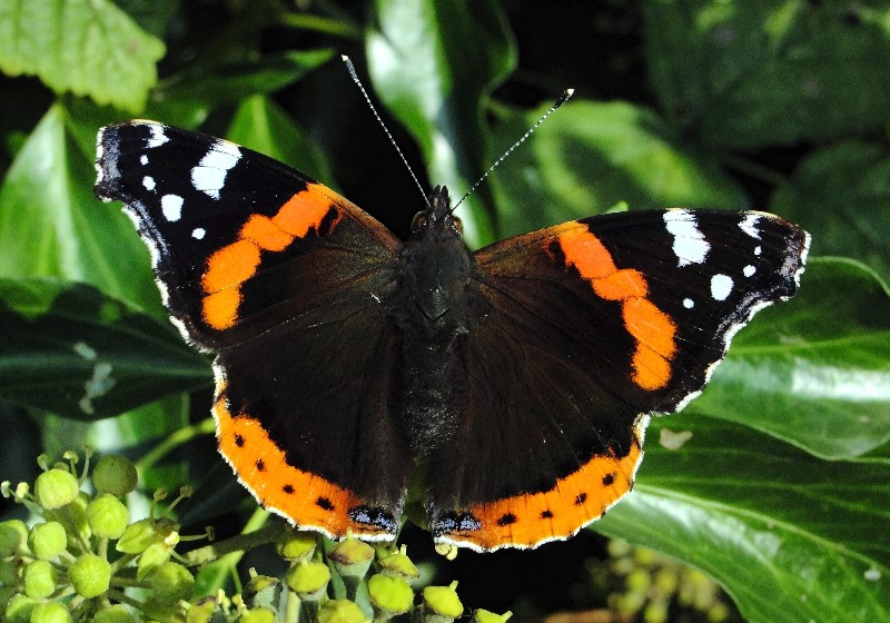 Red Admiral, Dave Miller