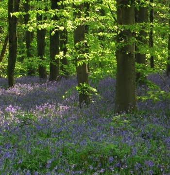 Bluebells WTPL Jane Corey