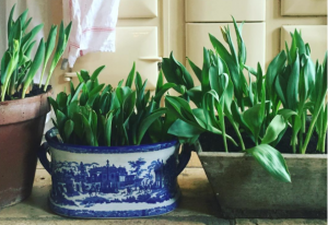 tulips-in-blue-and-white-china
