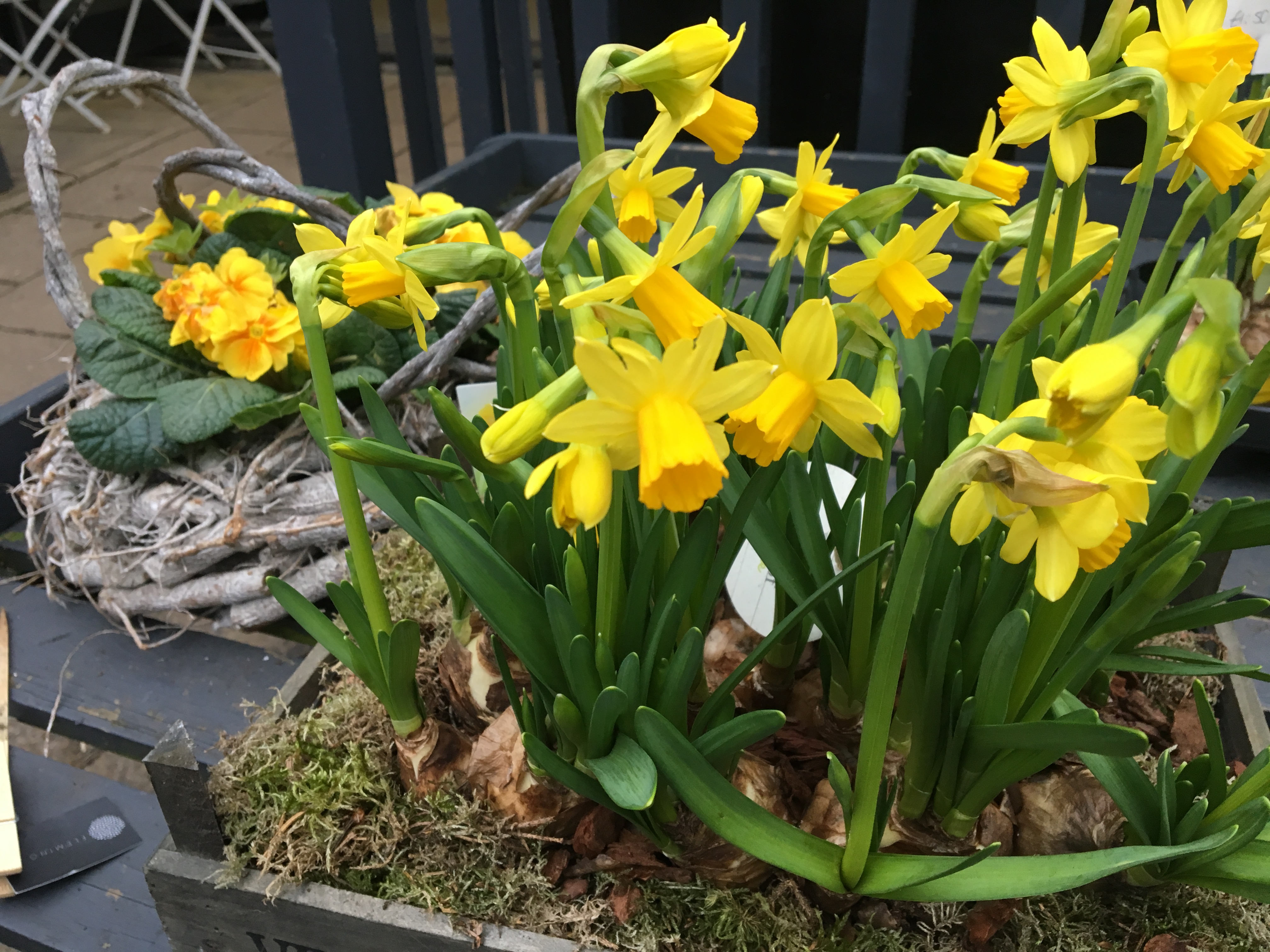 daffs