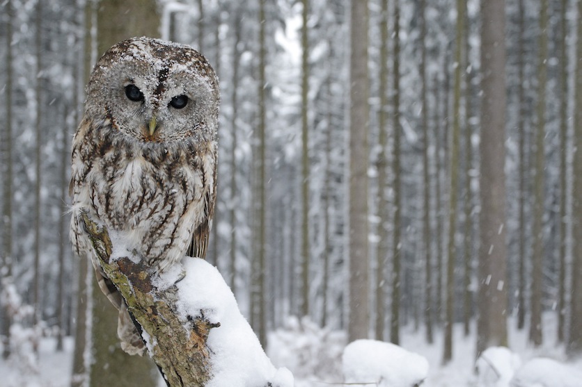 tawny owl winter copy