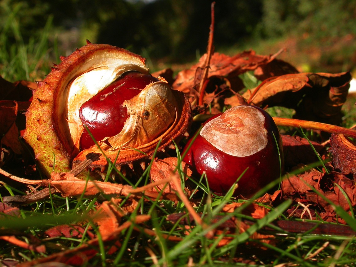 conkers_by_margaret_barton copy