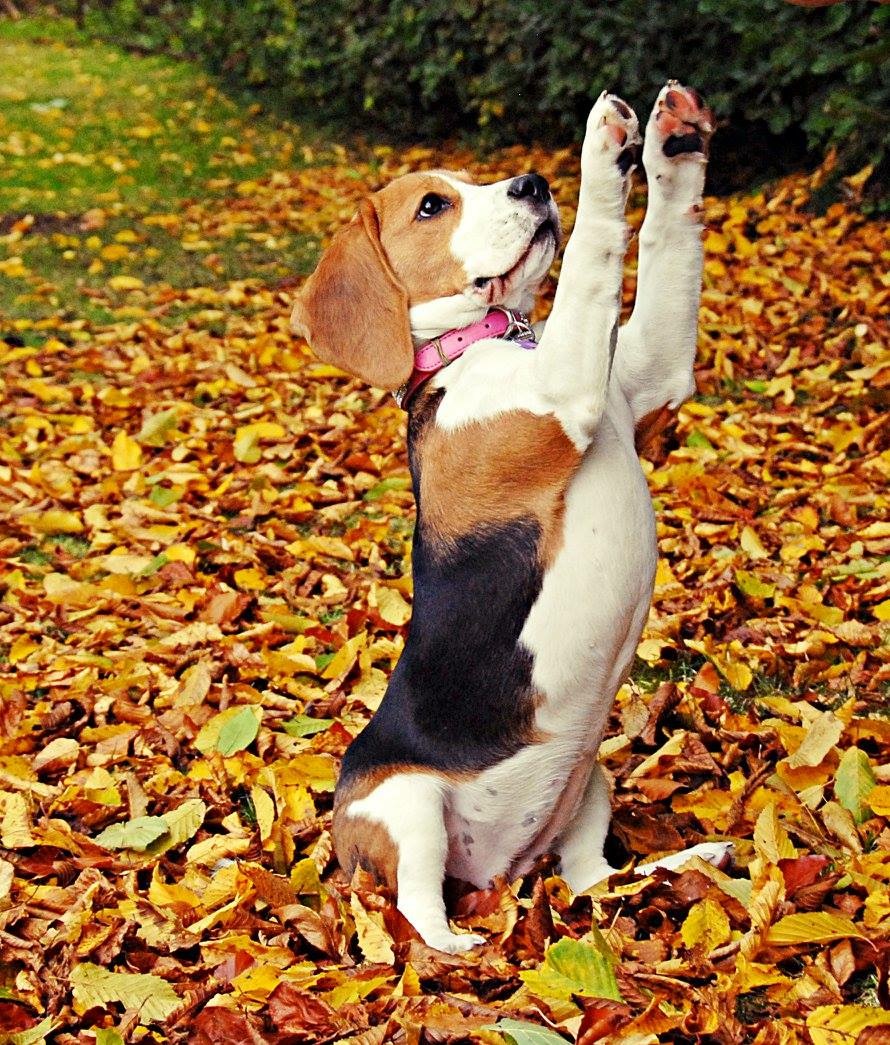 daisy dog