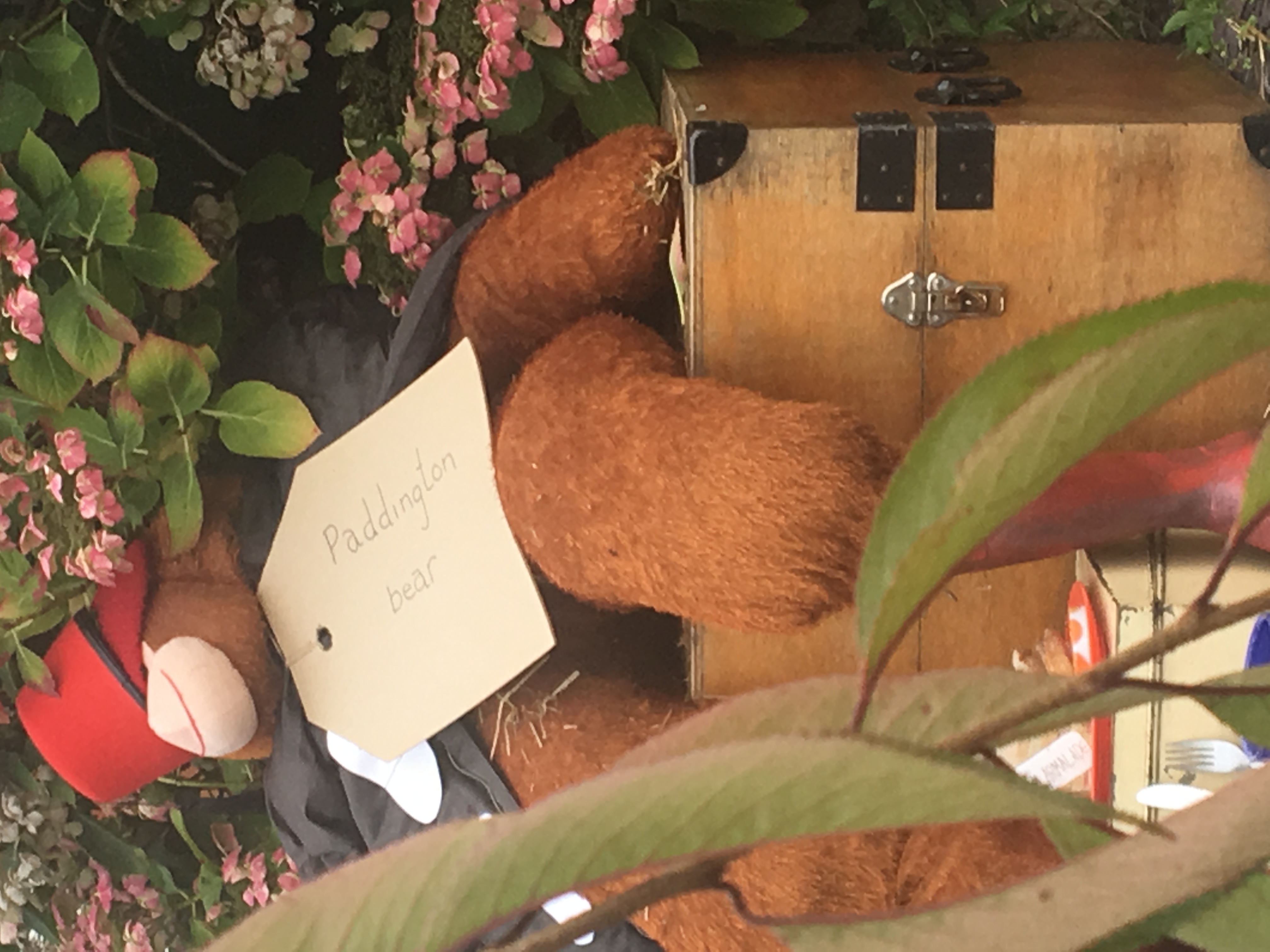 22 Paddington Bear option
